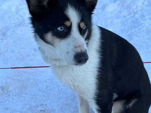 Kvaløya Husky-特罗姆瑟必去景点