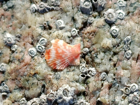 Coral Strand (Trá an Dóilín)-Carraroe必去景点