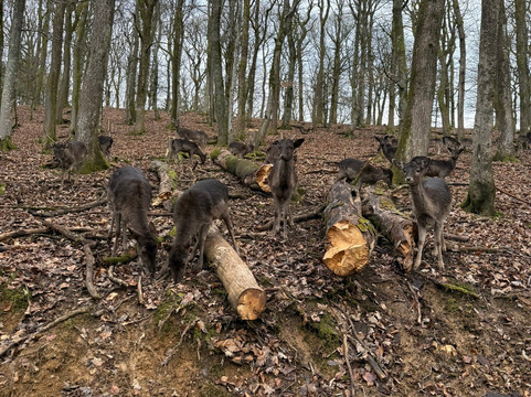 Wild- & Erlebnispark Daun-Daun必去景点