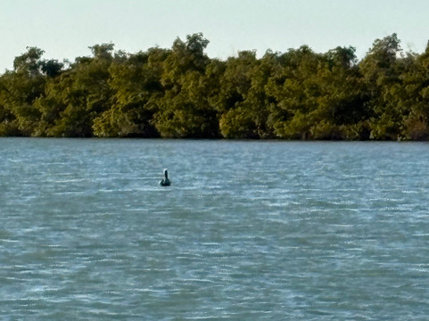 Gasparilla Boat Tours-恩格尔伍德必去景点