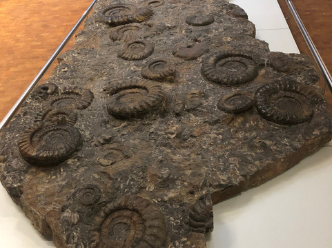 Naturkunde Museum Stuttgart-斯图加特必去景点