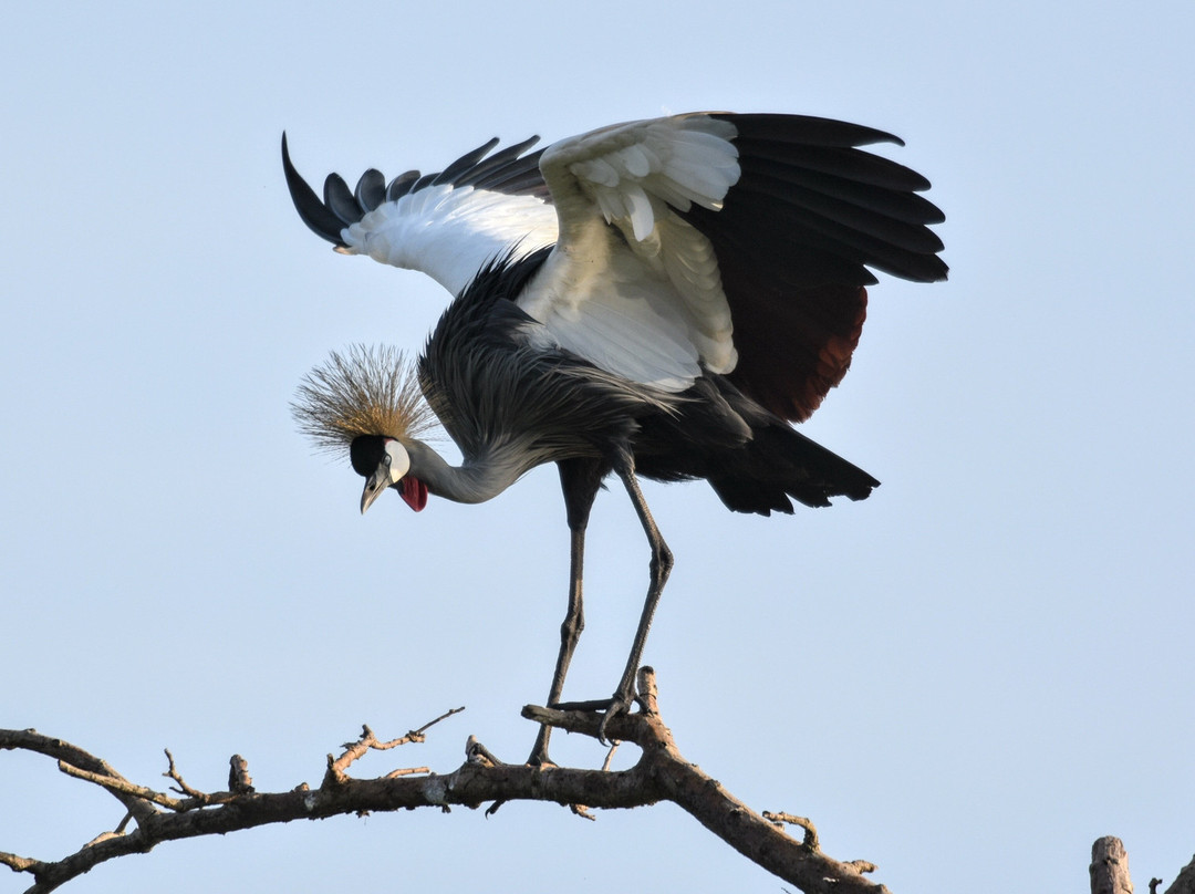 Nyandungu Eco-Park-吉佳利必去景点