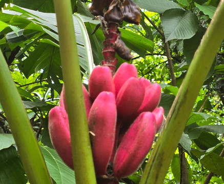 Jardín Botánico de Medellín-麦德林必去景点