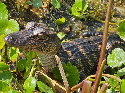 Airboat and Gator Charters-De Leon Springs必去景点
