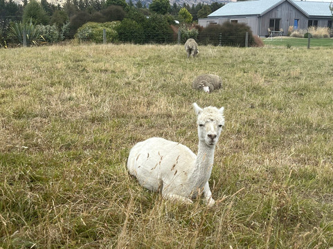 瓦纳卡薰衣草农场-瓦纳卡必去景点