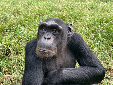 Ngamba Island Chimpanzee Sanctuary-恩德培必去景点