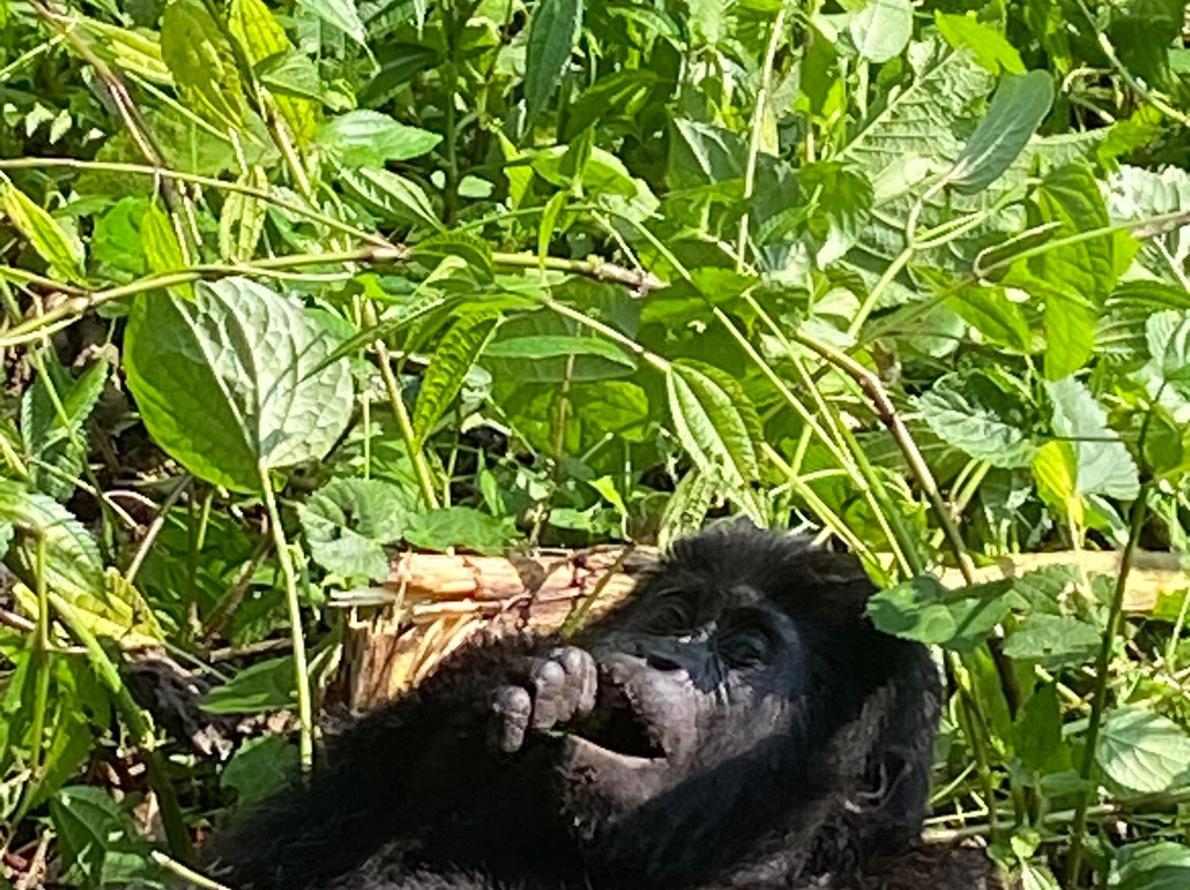 Go Gorilla Trekking-吉佳利必去景点