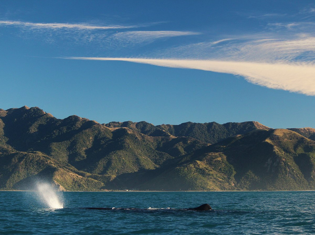 dolphin Lovina tours-罗威那海滩必去景点
