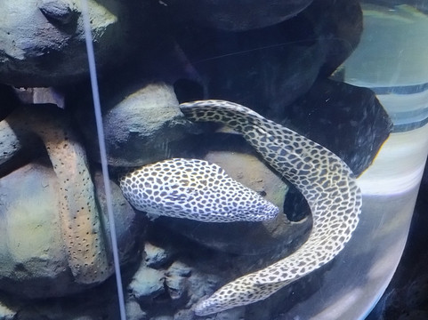 Aquarium Paradise-班加罗尔必去景点