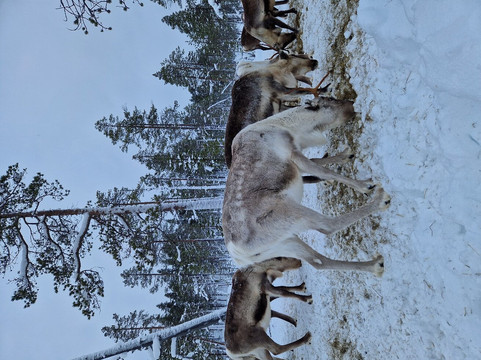 佩特里马特斯驯鹿农场-伊纳里必去景点