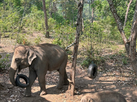 Blue Daily Elephant Care Sanctuary-清迈必去景点