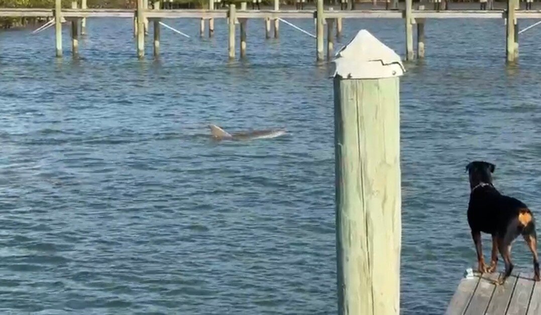 夜天鹅沿岸家庭旅馆-官方