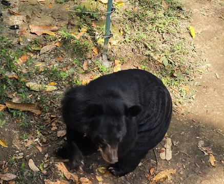 Free the Bears-琅勃拉邦必去景点