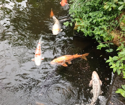 Stratford Butterfly Farm-埃文河畔斯特拉特福必去景点