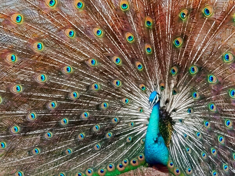 Melios Zoo-尼科西亚必去景点