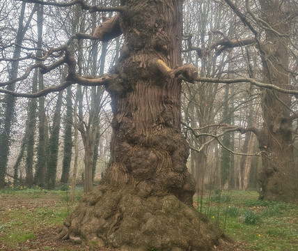 Goodnestone Park Gardens-Goodnestone必去景点