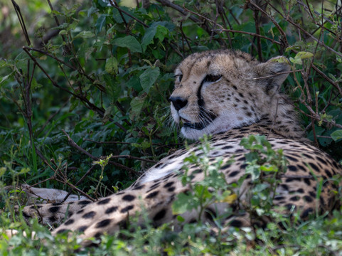 Kiliclimb Africa Safaris-阿鲁沙必去景点