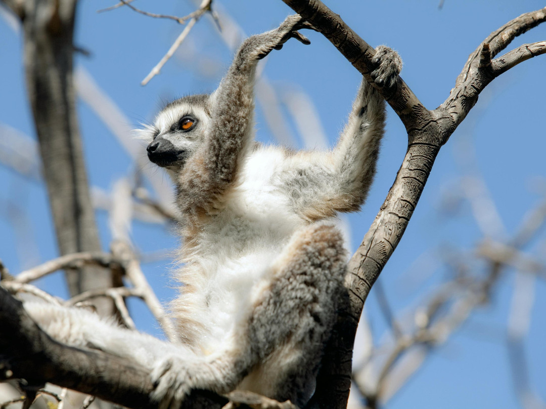 Kirindy Forest Morondava Madagascar-Morondava必去景点