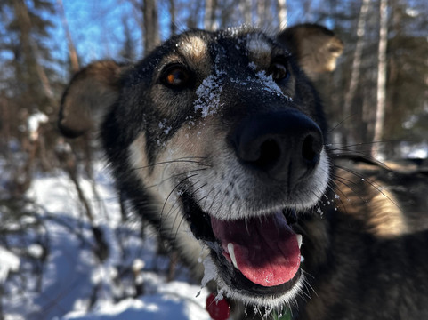 The Alaska Dogstead Mushing Company-Big Lake必去景点
