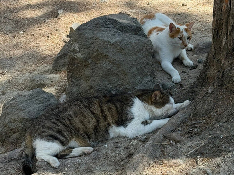 Plaka Forest-Kós必去景点