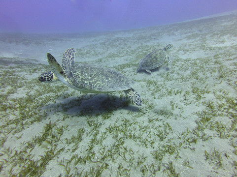 Scubaqua Dive Center-圣尤斯泰希厄斯岛必去景点