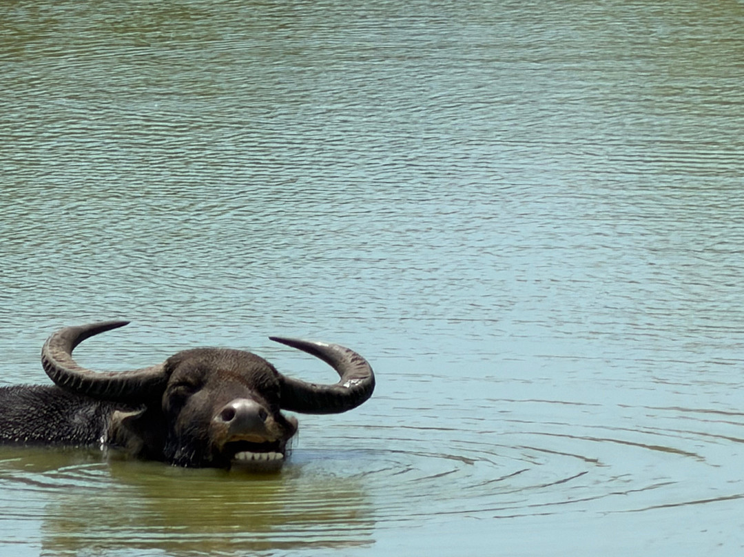 Udawalawe Safari Kingdom-乌达瓦拉瓦必去景点