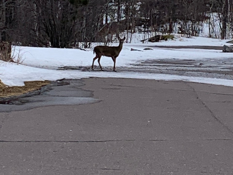 Enger Park and Tower-德卢斯必去景点