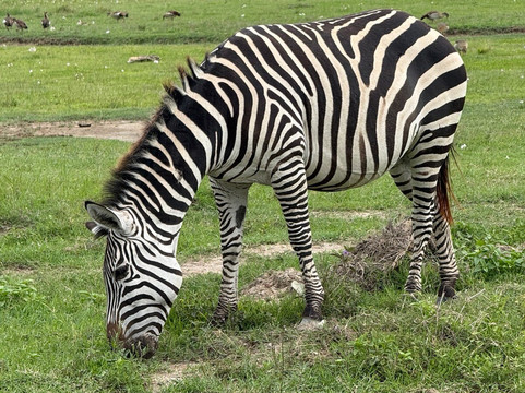 Unlimited Expeditions - The Soul Of Tanzania-阿鲁沙必去景点