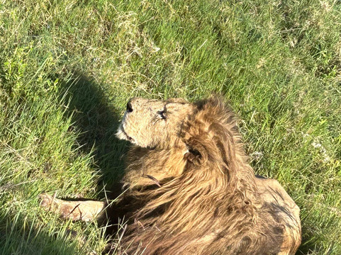 歌珊地非洲游猎之旅-阿鲁沙必去景点