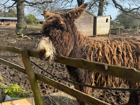 Lucky Tails Alpaca Farm-Atherstone必去景点