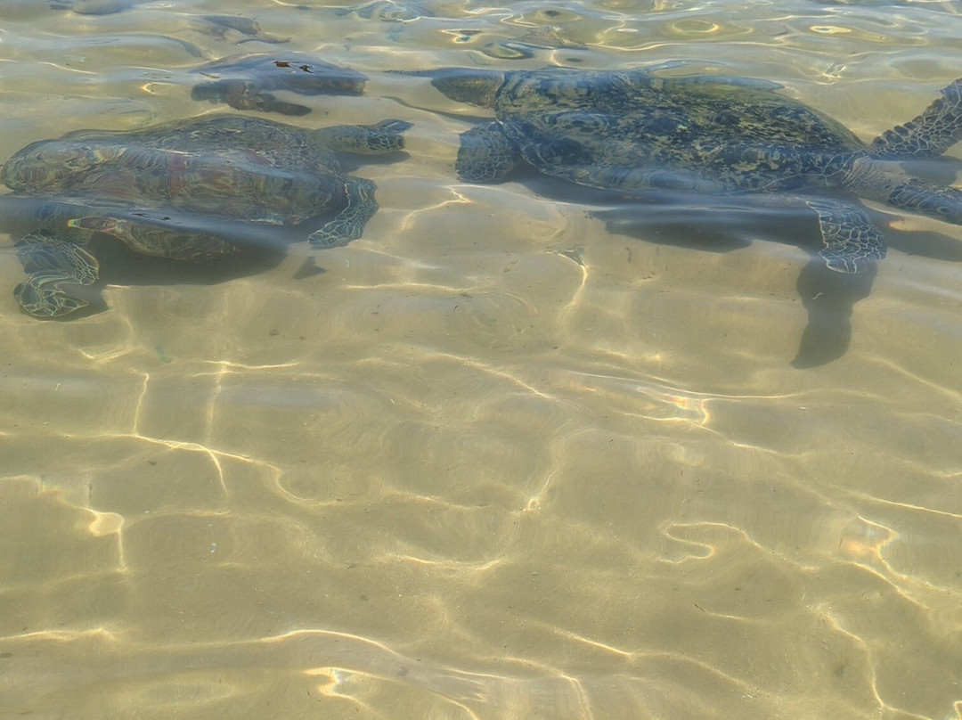 Turtle Beach-希克杜沃必去景点