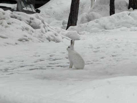 贾弗里酒店主图