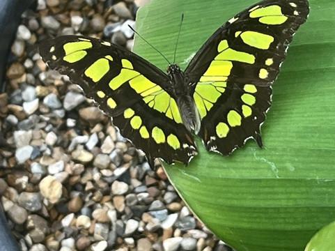 The London Butterfly Gardens-贝克斯利希斯必去景点