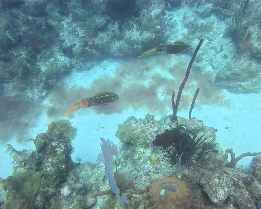 Scubafun-Bayahibe必去景点