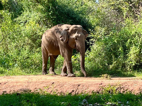 Hanguk Tours Sri Lanka-Buttala必去景点