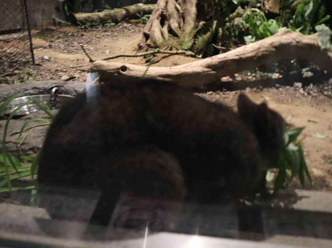 Amami Wildlife Center-大和村必去景点