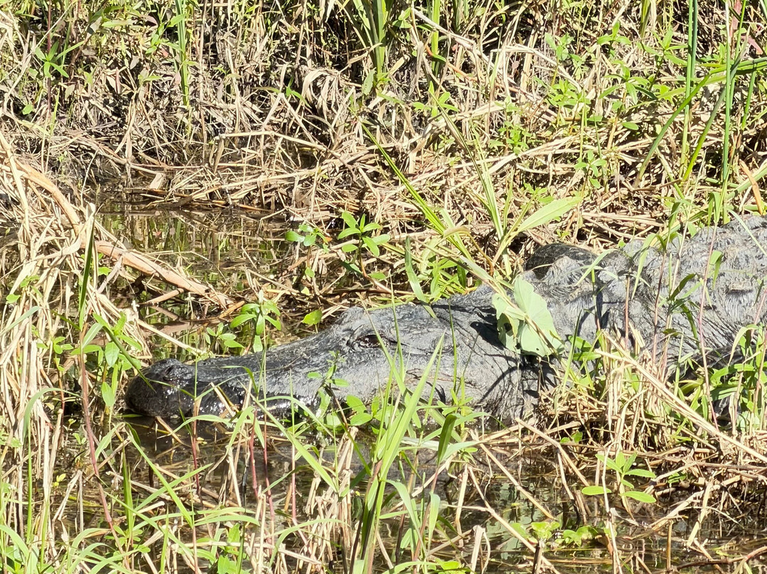 Ultimate Swamp Adventures-Westwego必去景点