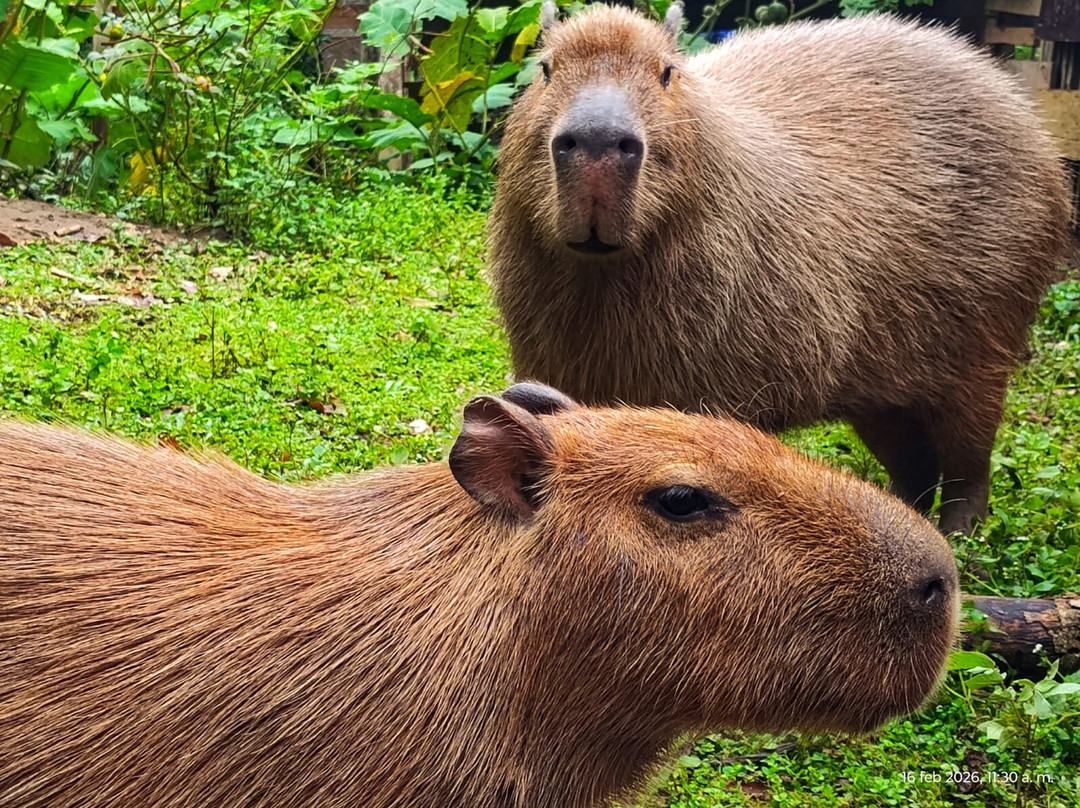 Tour Cuyabeno - Canangueno Lodge-Nueva Loja必去景点
