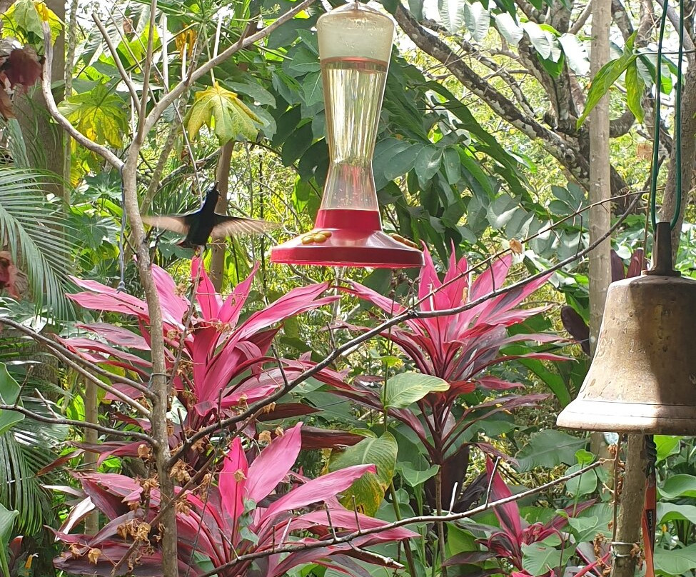 Peter Cox Wildlife Tours-多巴哥必去景点