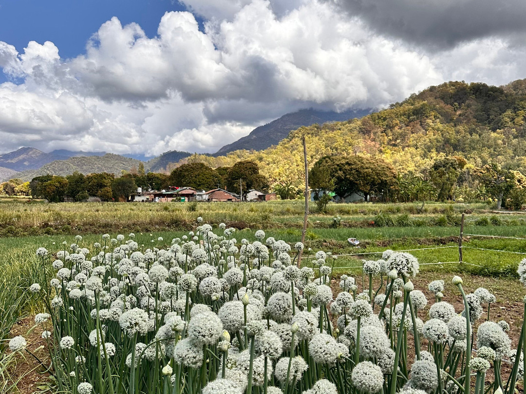Forest Side Farm - Homestay at Kotabagh Near Nainital and Jim Corbett主图