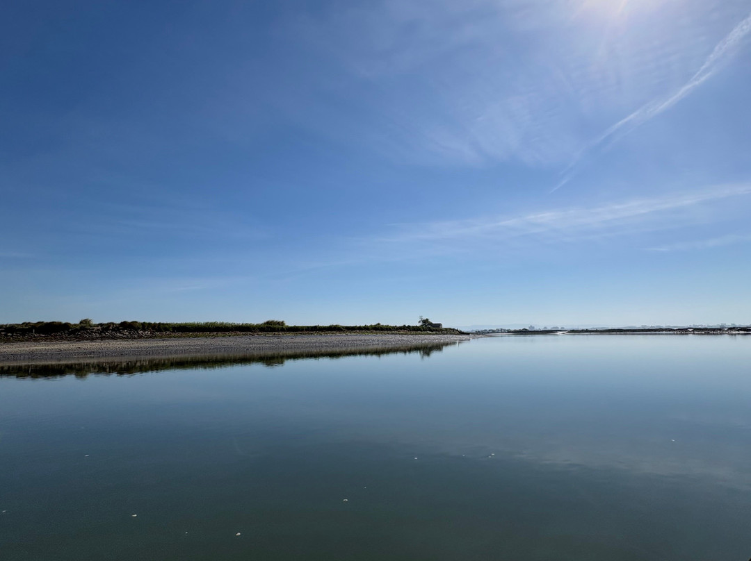 Sterna - Aveiro Ria Tours & Birdwatching-阿威罗必去景点