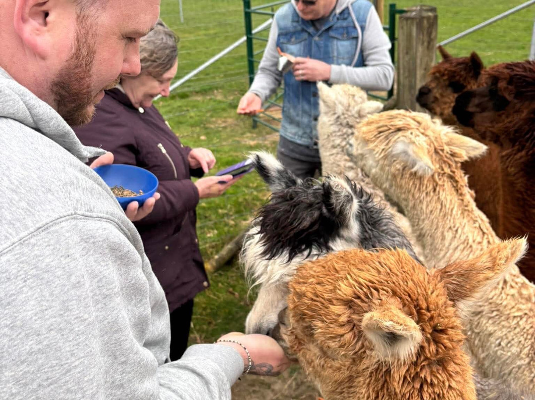 Reservoir Alpacas