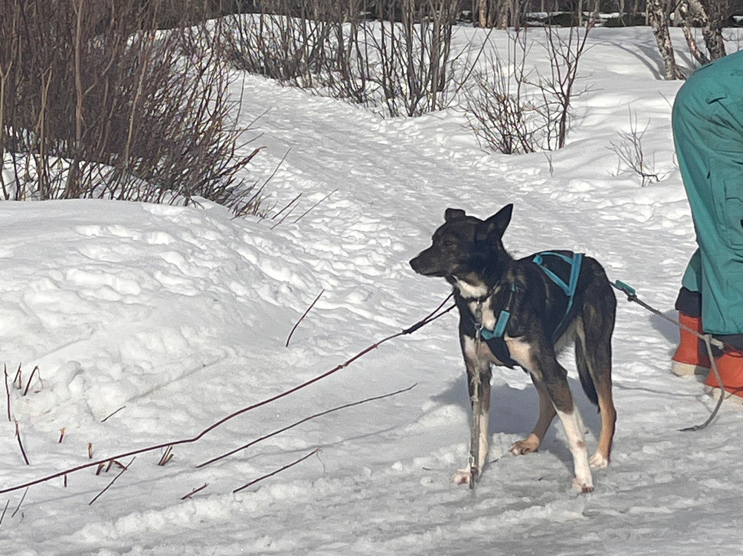 Kvaløya Husky-特罗姆瑟必去景点