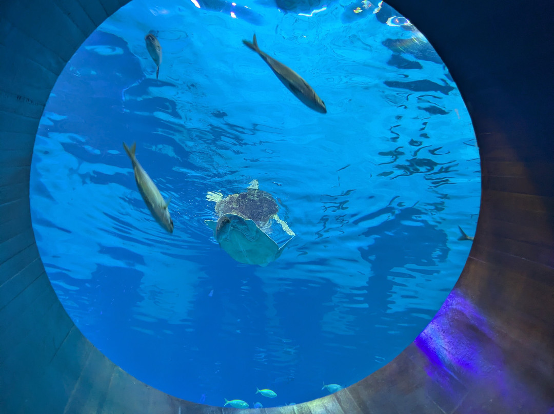 Poema Del Mar-大加那利岛拉斯帕尔马斯必去景点