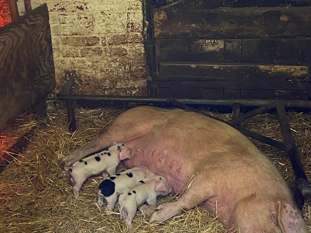 Acton Scott Heritage Farm-Acton Scott必去景点