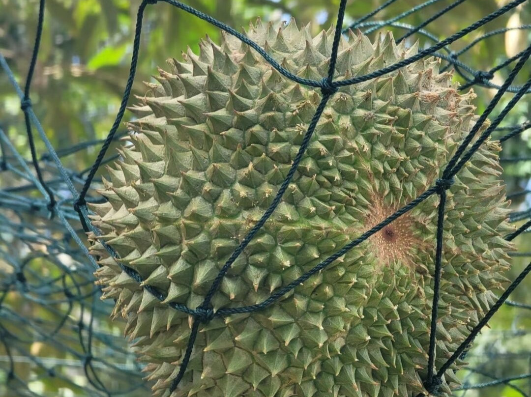 Durian Tree House-浮罗山背必去景点