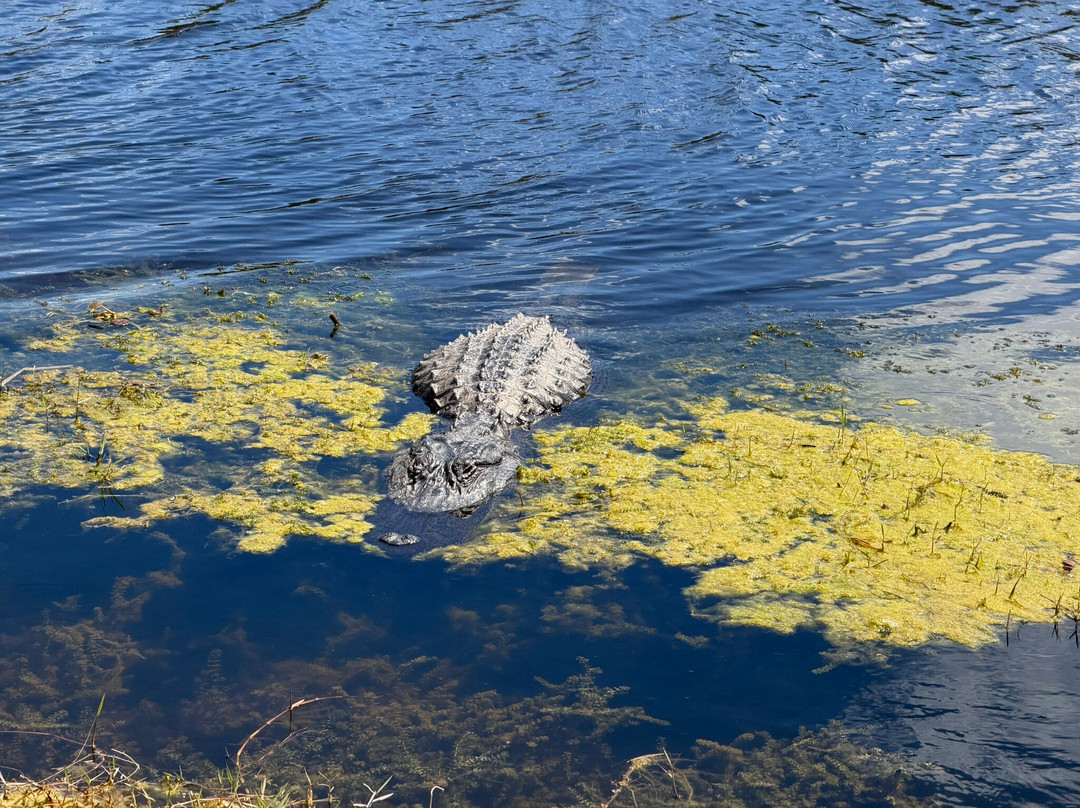 Lake Apopka Wildlife Drive-Apopka必去景点