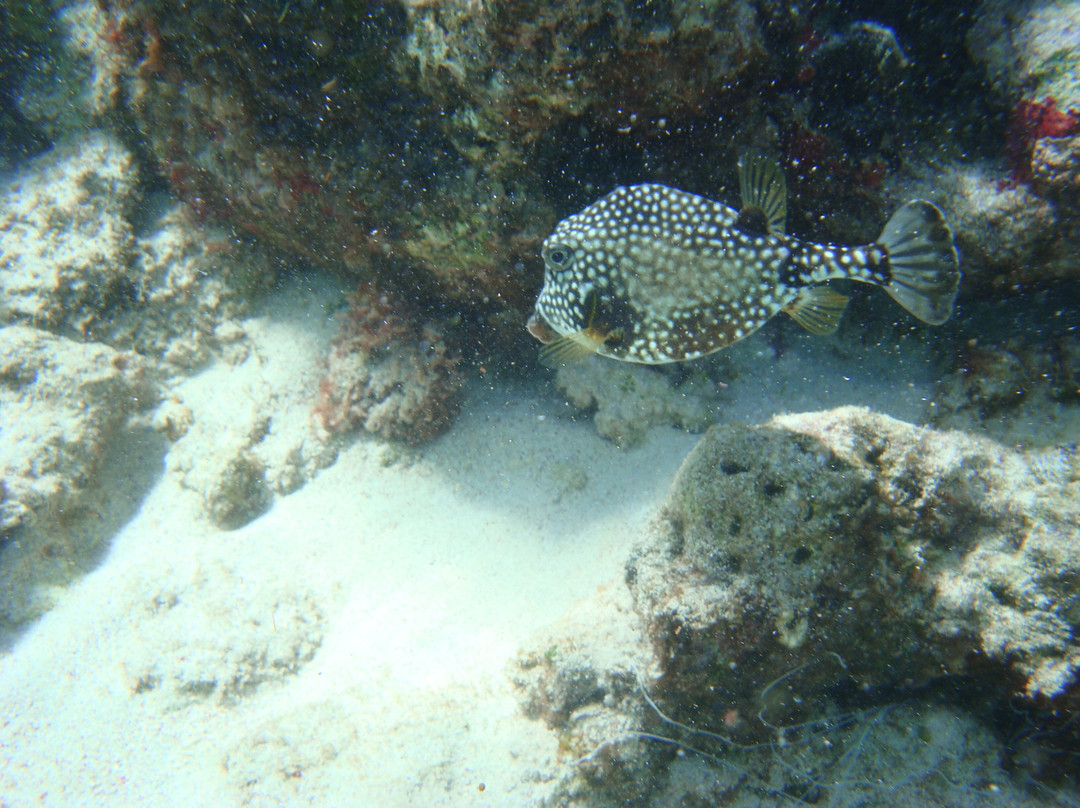 Froggy's Reef Tours and Snorkeling Carriacou-Carriacou Island必去景点