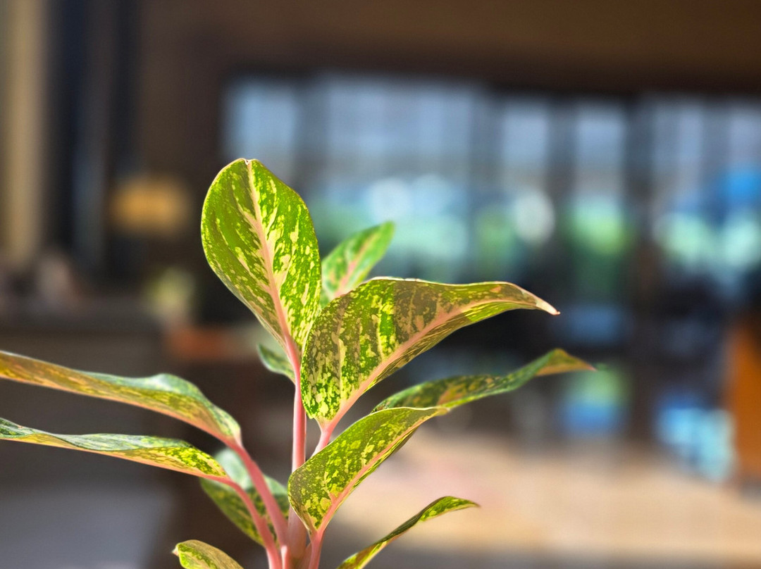 高塔公寓-哥印拜陀主图