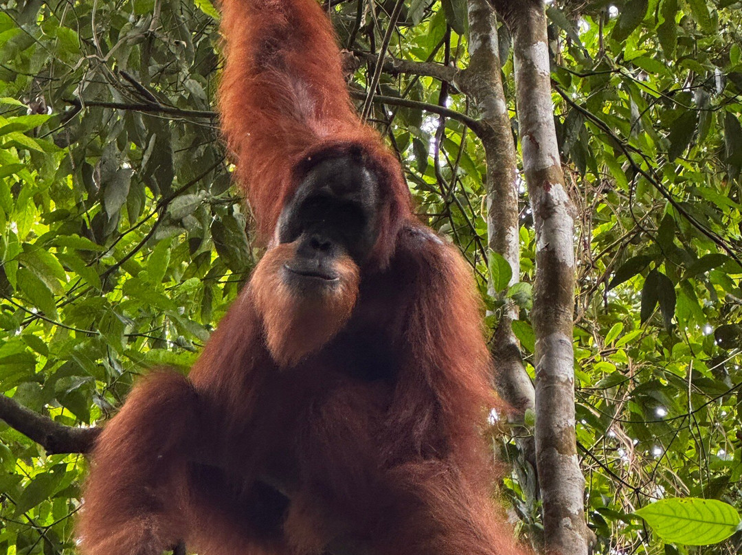 Depary Adventure Sumatra Tours-Binjai必去景点